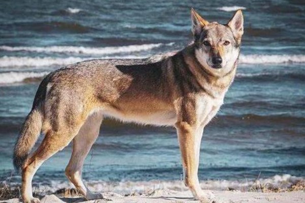 中国可以养捷克狼犬吗,在中国禁止养捷克狼犬