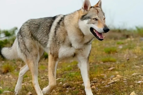 中国可以养捷克狼犬吗,在中国禁止养捷克狼犬