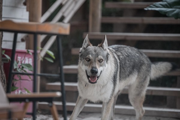 中国可以养捷克狼犬吗,在中国禁止养捷克狼犬