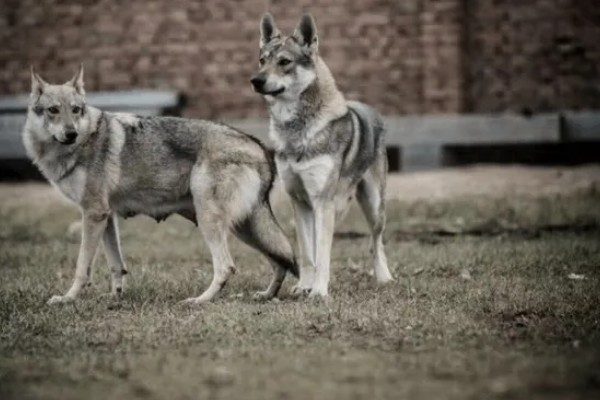 中国可以养捷克狼犬吗,在中国禁止养捷克狼犬