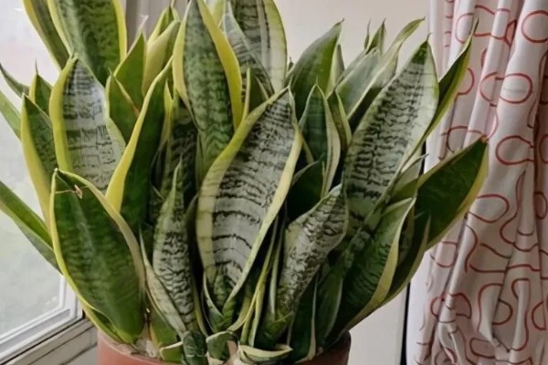 虎尾兰简介，是著名的观叶植物