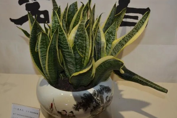 虎尾兰简介，是著名的观叶植物