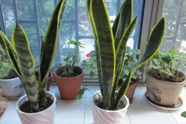 虎尾兰简介，是著名的观叶植物