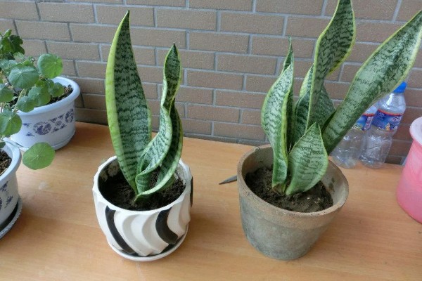 虎尾兰简介，是著名的观叶植物