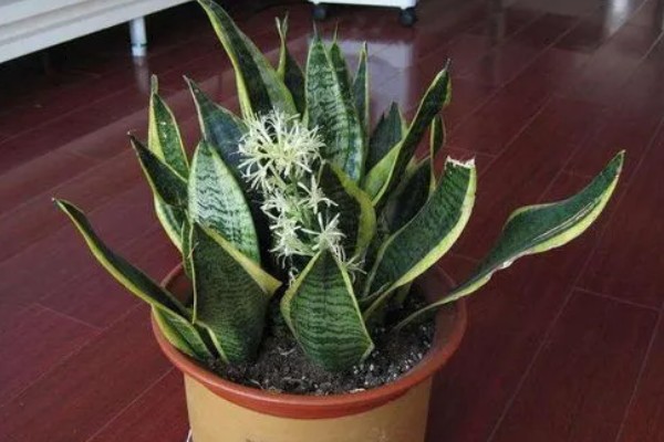 虎尾兰简介，是著名的观叶植物