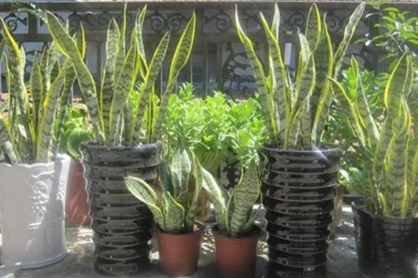 虎尾兰简介，是著名的观叶植物