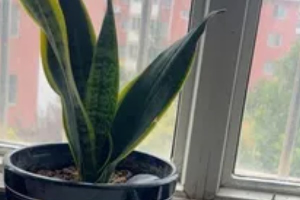 虎尾兰简介，是著名的观叶植物