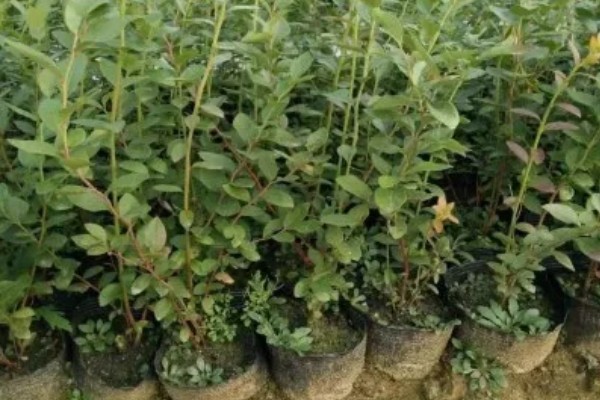 蓝莓苗要怎么挑选，通常不建议选用小苗