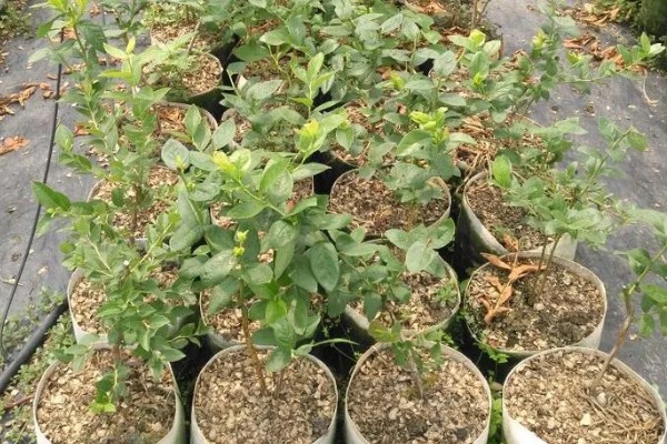 蓝莓苗要怎么挑选，通常不建议选用小苗