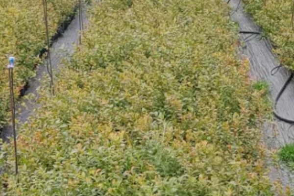 蓝莓苗要怎么挑选，通常不建议选用小苗