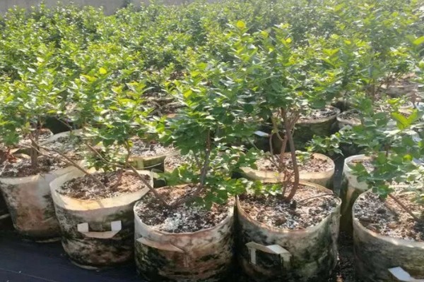 蓝莓苗要怎么挑选，通常不建议选用小苗