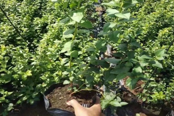 蓝莓苗要怎么挑选，通常不建议选用小苗