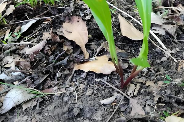 茖葱施肥用什么,使用氮磷钾肥