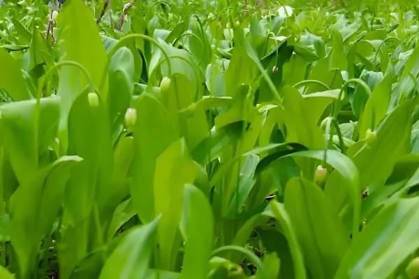 茖葱施肥用什么,使用氮磷钾肥