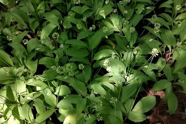 茖葱施肥用什么,使用氮磷钾肥