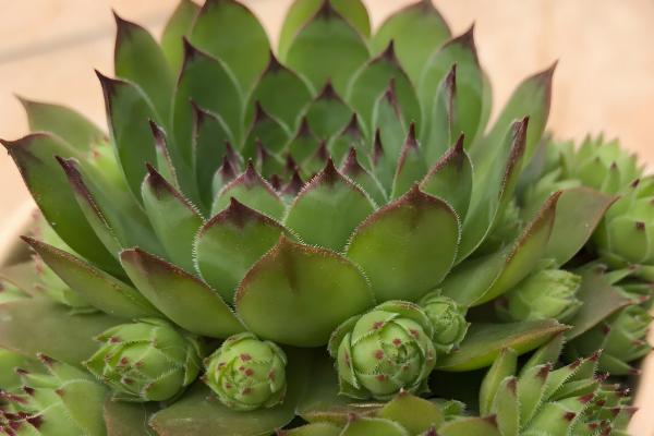 观音莲叶子往下翻如何处理，温度低于15℃时要为它套袋保温