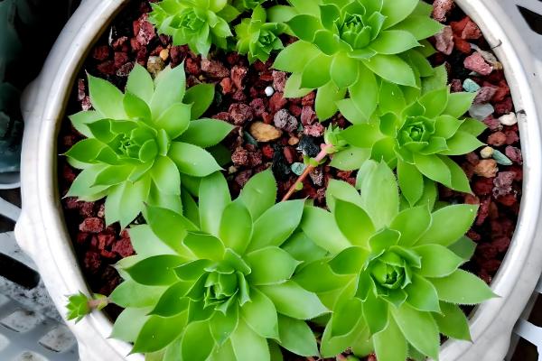 观音莲叶子往下翻如何处理，温度低于15℃时要为它套袋保温