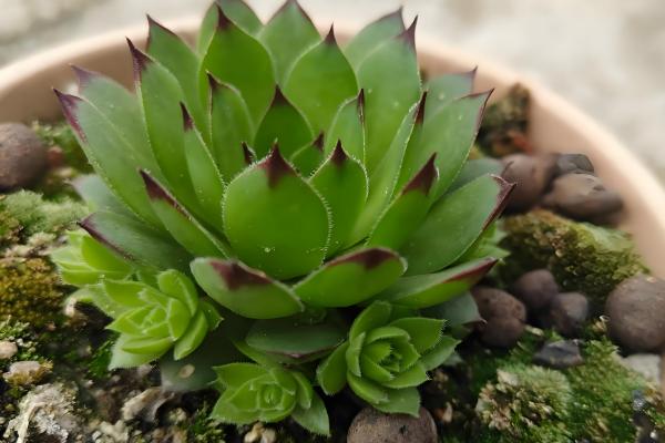 观音莲叶子往下翻如何处理，温度低于15℃时要为它套袋保温