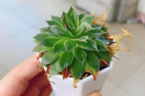 观音莲叶子往下翻如何处理，温度低于15℃时要为它套袋保温