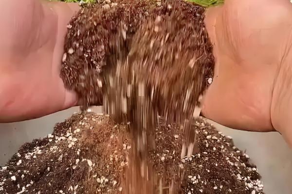 观音莲叶子往下翻如何处理，温度低于15℃时要为它套袋保温