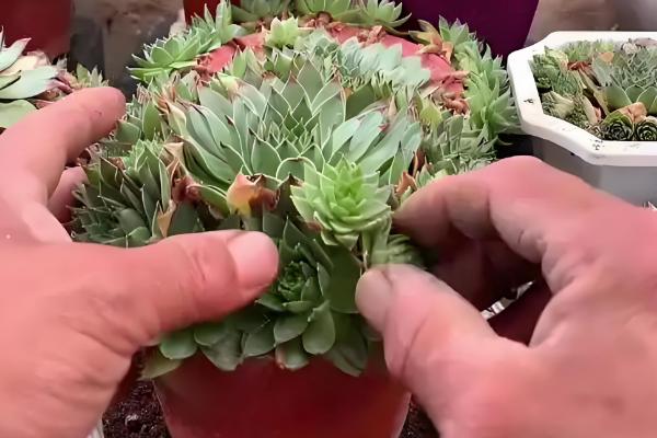 观音莲叶子往下翻如何处理，温度低于15℃时要为它套袋保温