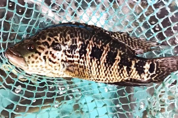 淡水石斑鱼产于哪里，在我国产于台湾、广东等地方