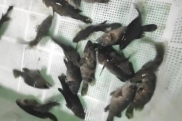 淡水石斑鱼产于哪里，在我国产于台湾、广东等地方