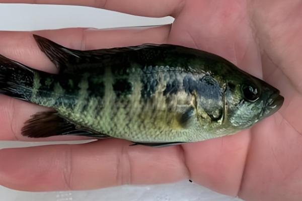 淡水石斑鱼产于哪里，在我国产于台湾、广东等地方