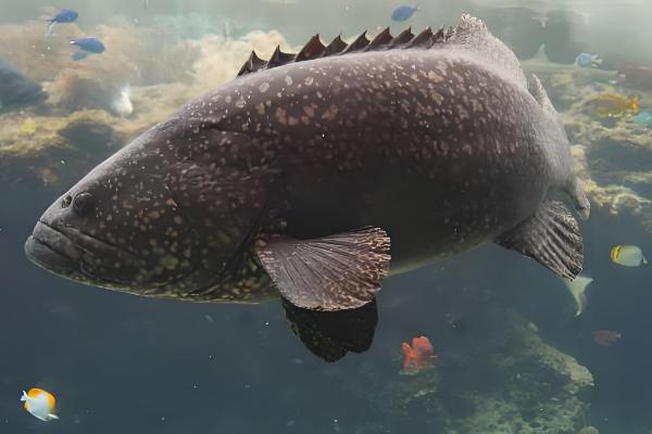 淡水石斑鱼产于哪里，在我国产于台湾、广东等地方