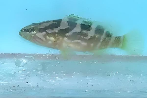 淡水石斑鱼产于哪里，在我国产于台湾、广东等地方