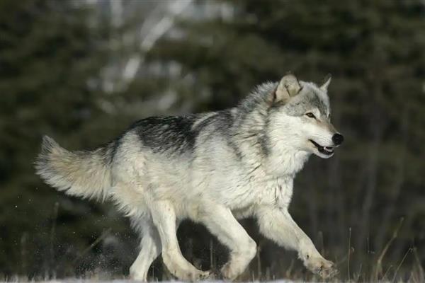 狼怎么繁殖,交配后就会产仔