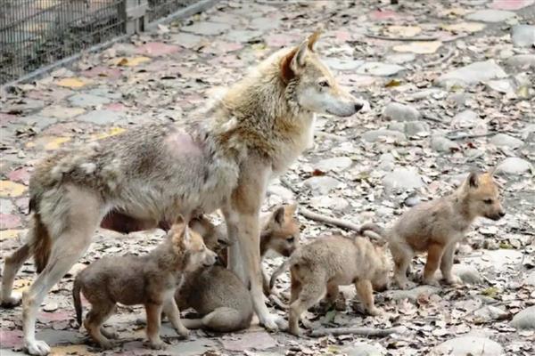 狼怎么繁殖,交配后就会产仔