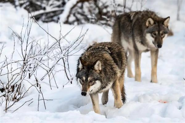 狼怎么繁殖,交配后就会产仔