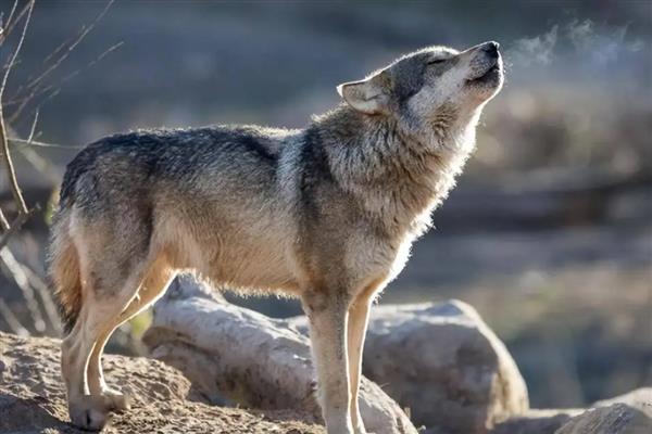 狼怎么繁殖,交配后就会产仔