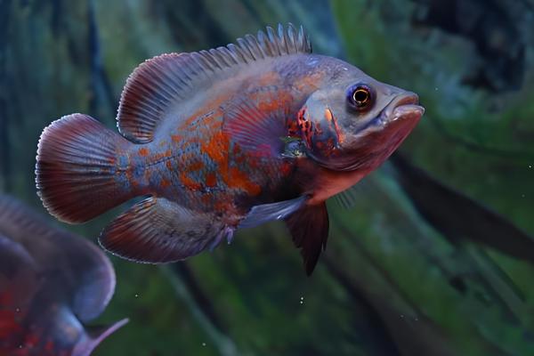 地图鱼好养活吗，是比较好养的