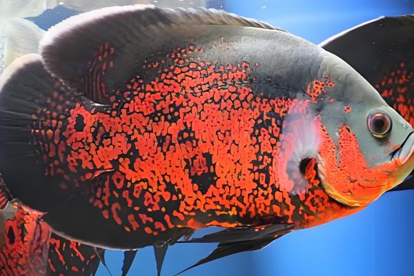 地图鱼好养活吗，是比较好养的