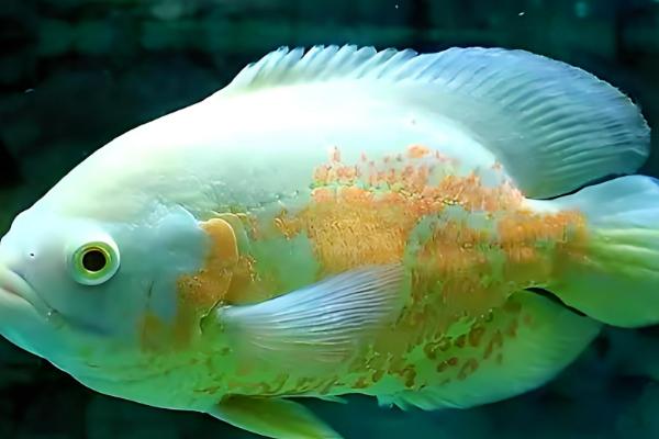 地图鱼好养活吗，是比较好养的