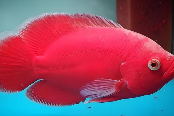 地图鱼好养活吗，是比较好养的