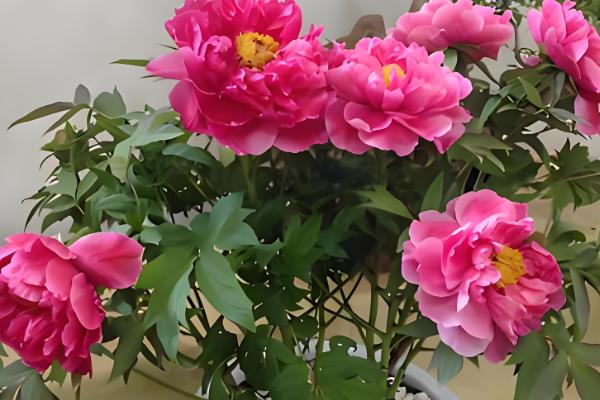 盆栽芙蓉牡丹的养殖方式，要确保温暖的环境