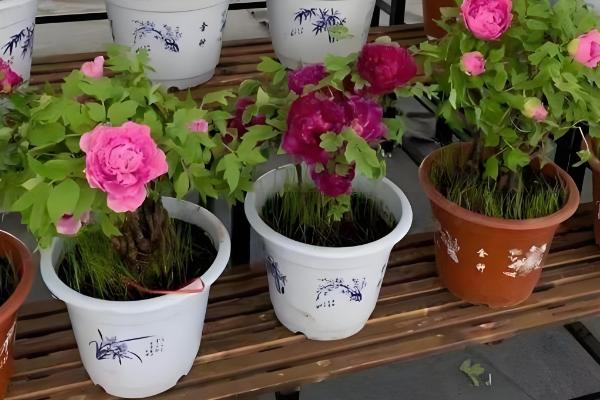 盆栽芙蓉牡丹的养殖方式，要确保温暖的环境