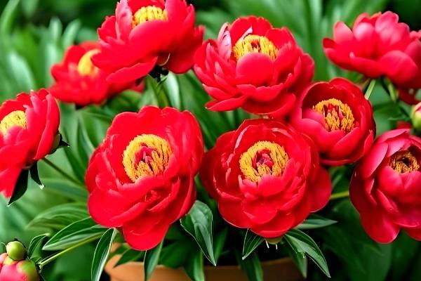 盆栽芙蓉牡丹的养殖方式，要确保温暖的环境