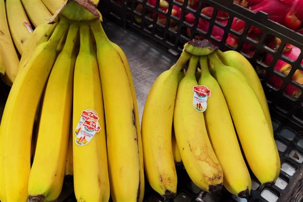 一年四季都开花结果的树,有香蕉、芒果树等