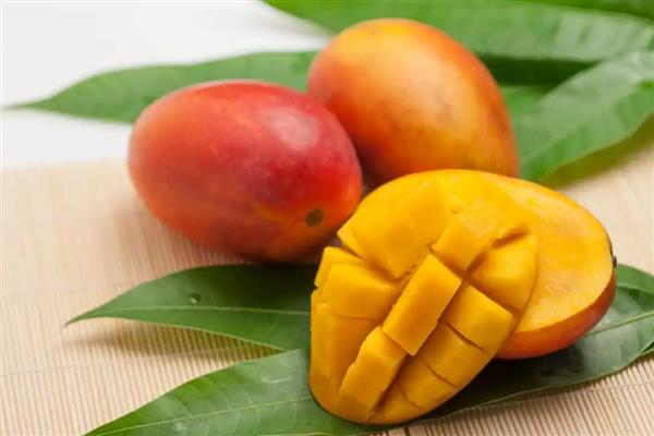 一年四季都开花结果的树,有香蕉、芒果树等