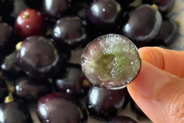 一年四季都开花结果的树,有香蕉、芒果树等