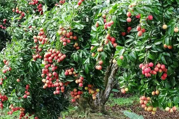 一年四季都开花结果的树,有香蕉、芒果树等