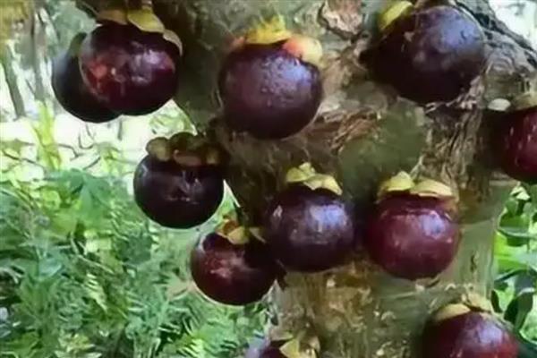 一年四季都开花结果的树,有香蕉、芒果树等