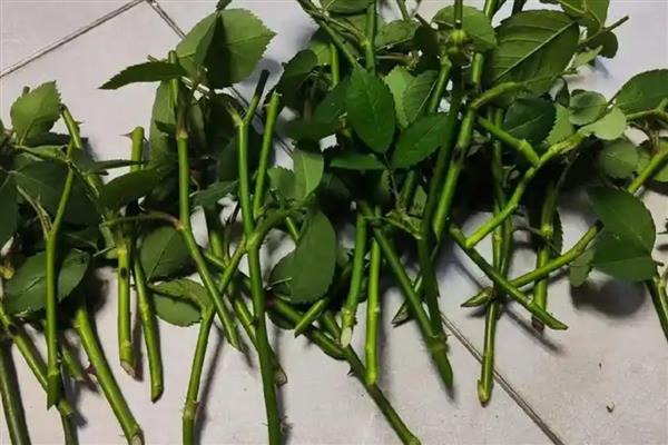 蔷薇秋季的扦插方法,扦插完要为其浇灌一次水分