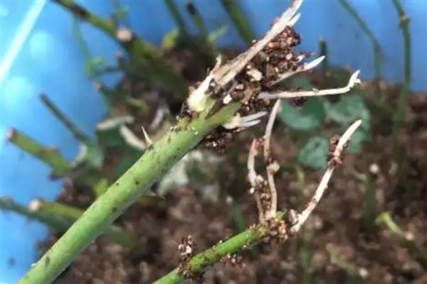 蔷薇秋季的扦插方法,扦插完要为其浇灌一次水分