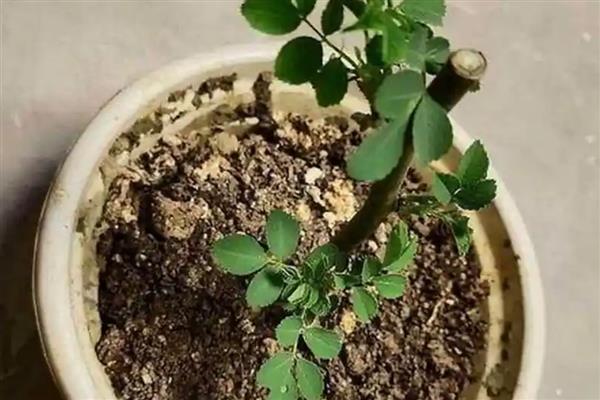 蔷薇秋季的扦插方法,扦插完要为其浇灌一次水分