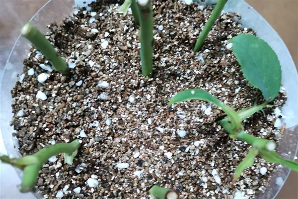 蔷薇秋季的扦插方法,扦插完要为其浇灌一次水分